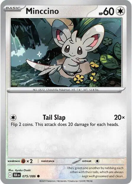 Near Mint 2025 Pokemon  Minccino - Black Bolt #075/086